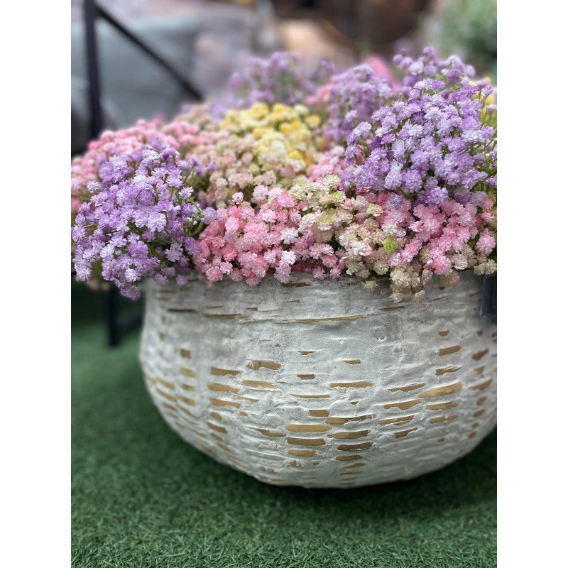 Gypsophila Cespuglio h40  | Enzo de Gasperi